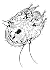 Trixacarus