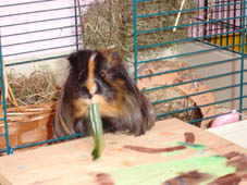 Fridolin