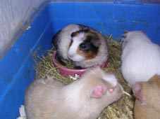 Ratte und Freunde