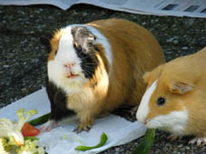 Semmi und Merlin