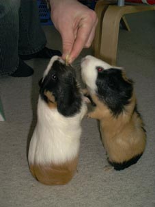 Rosi und Stacy