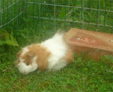 Cornelia