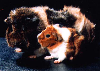 Meerschweichen des Monats September 2000