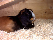 "Cookie" von Annika W.